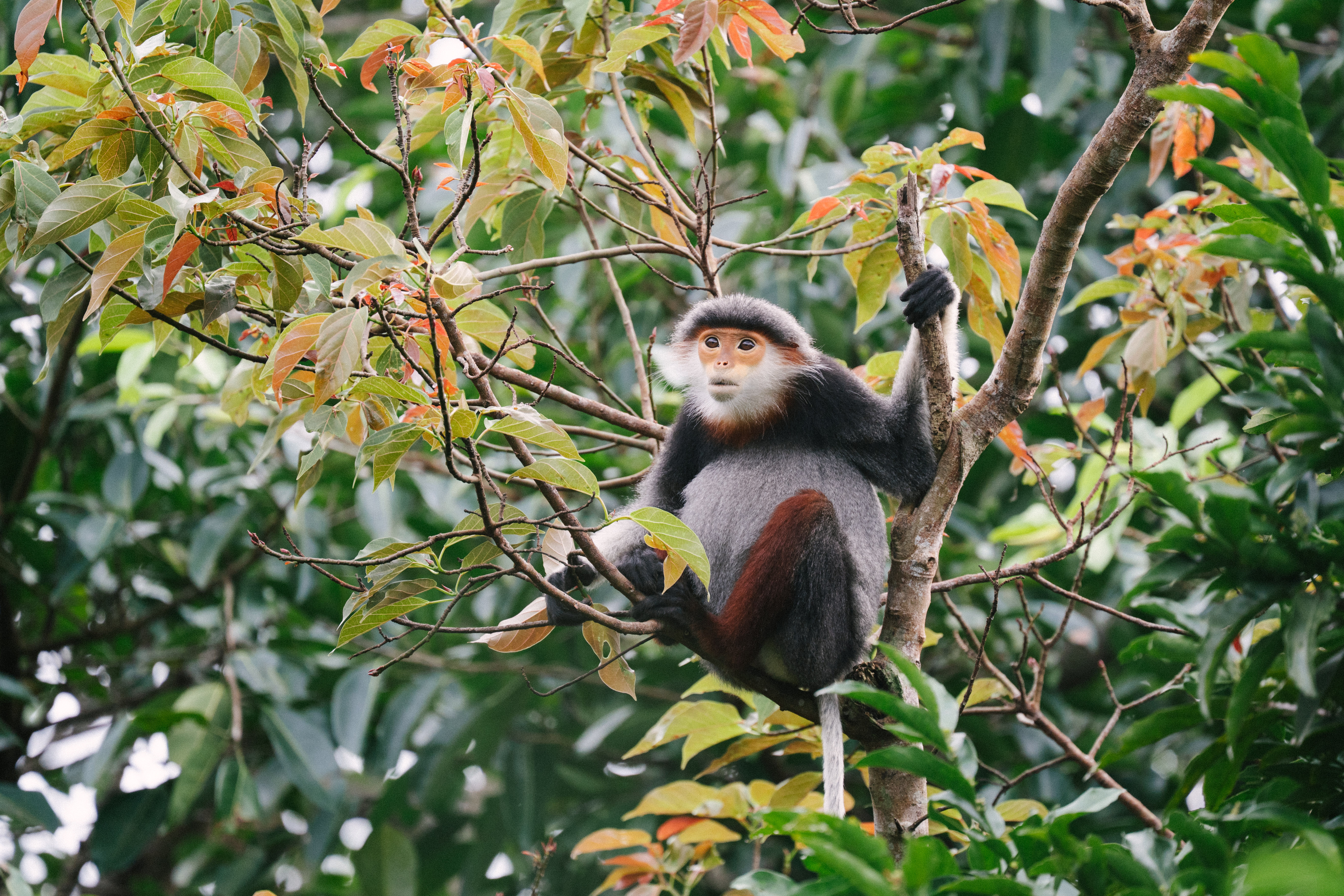 Red-shanked douc langur